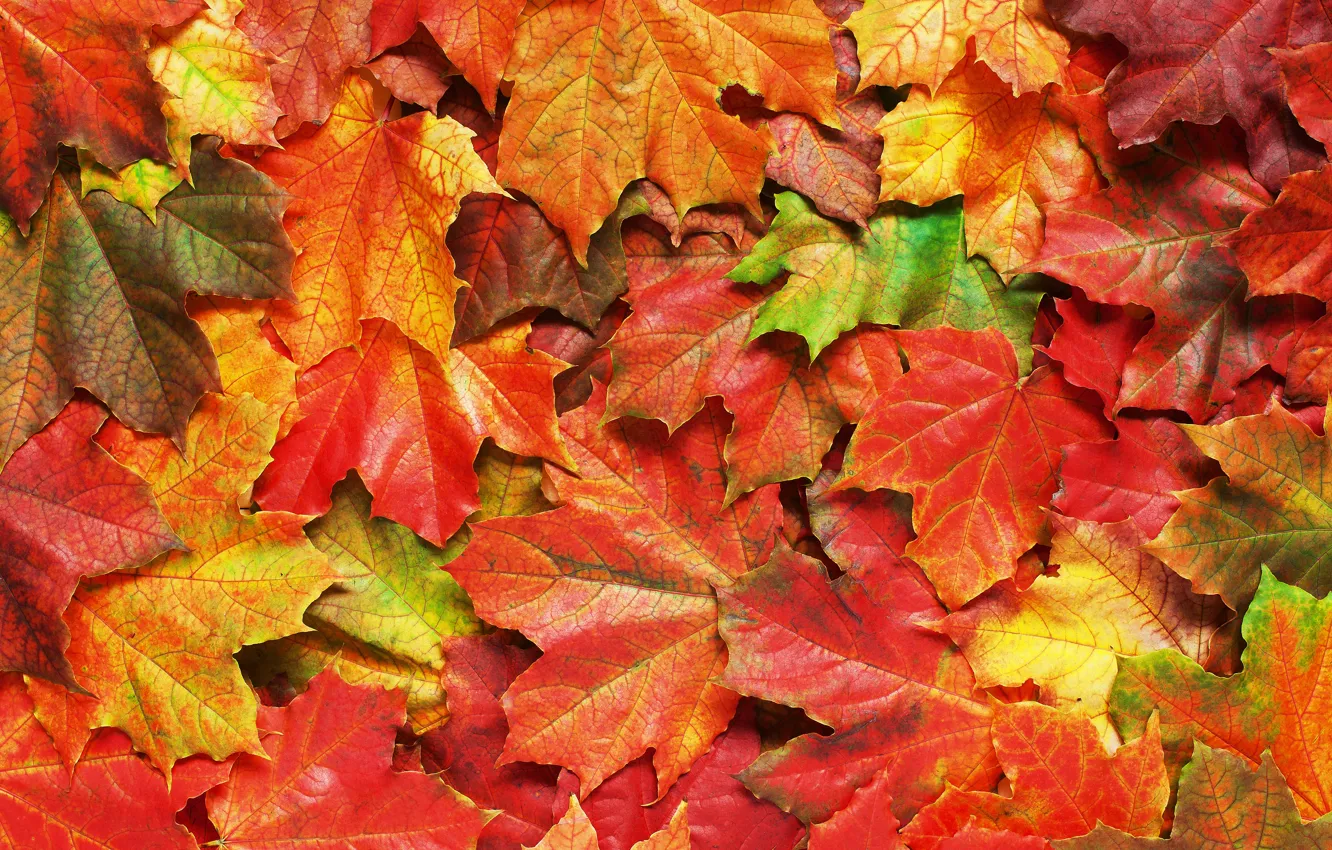 Photo wallpaper autumn, leaves, background, colorful, rainbow, maple, autumn, leaves