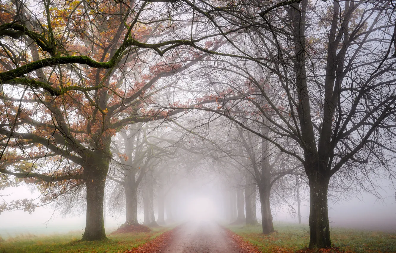 Photo wallpaper road, autumn, trees, branches, fog, Park, morning, alley