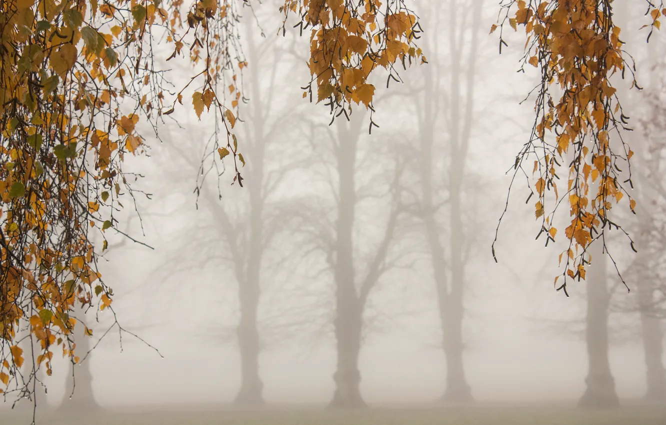 Photo wallpaper leaves, trees, branches, fog, morning, Autumn, yellow