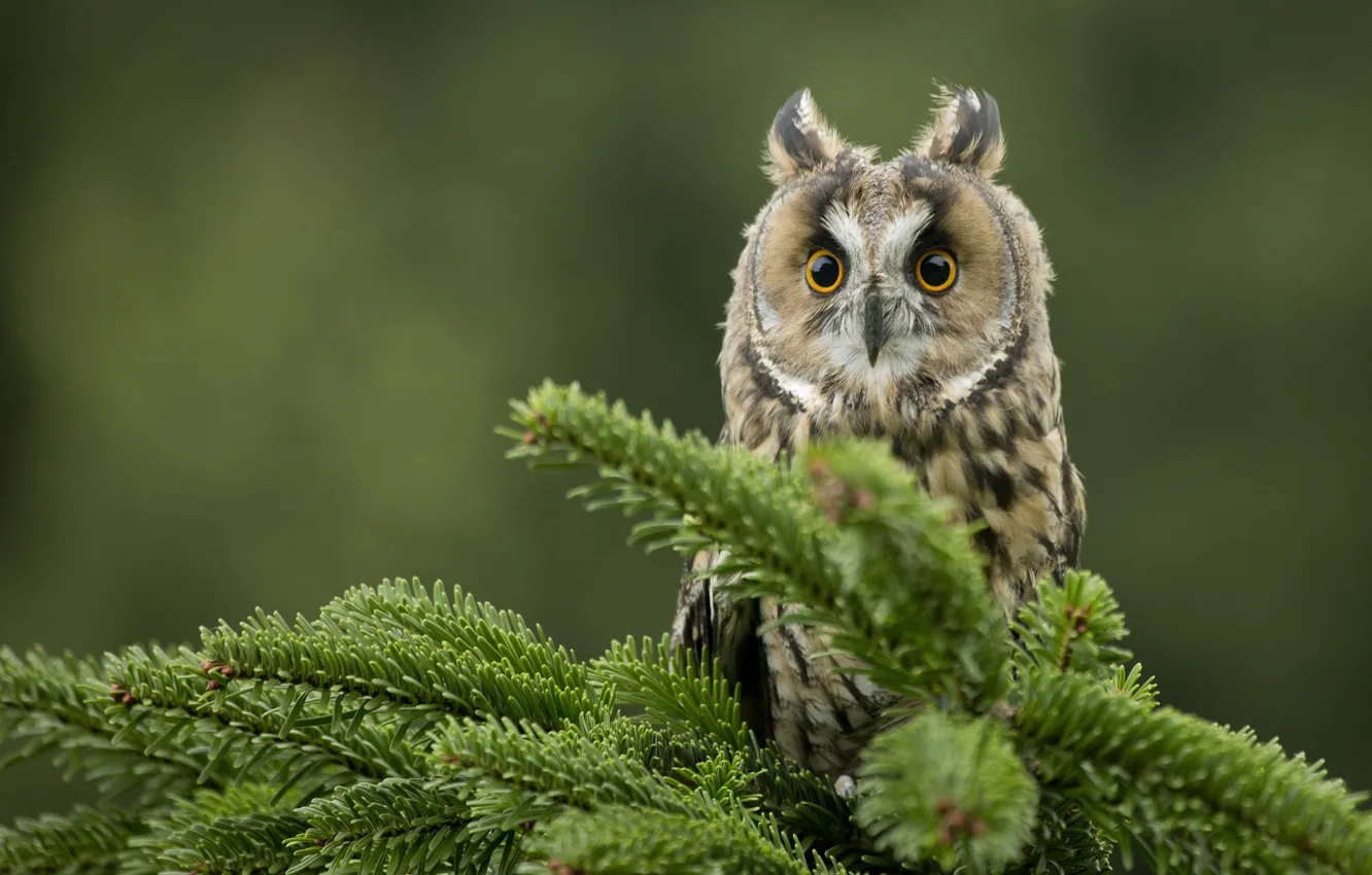 Photo wallpaper eyes, owl, bird, spruce, branch, feathers