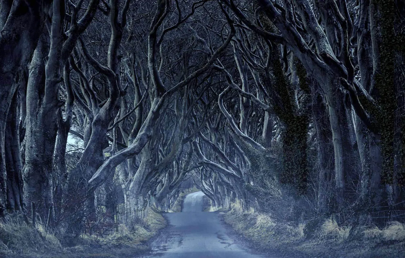 Photo wallpaper road, trees, the tunnel, Northern Ireland, Antrim