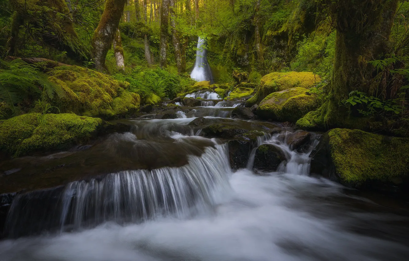 Photo wallpaper forest, stream, waterfall, moss, river, Washington