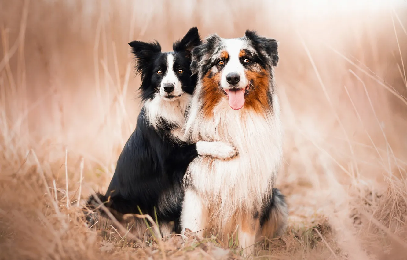 Photo wallpaper each, dog, Australian shepherd
