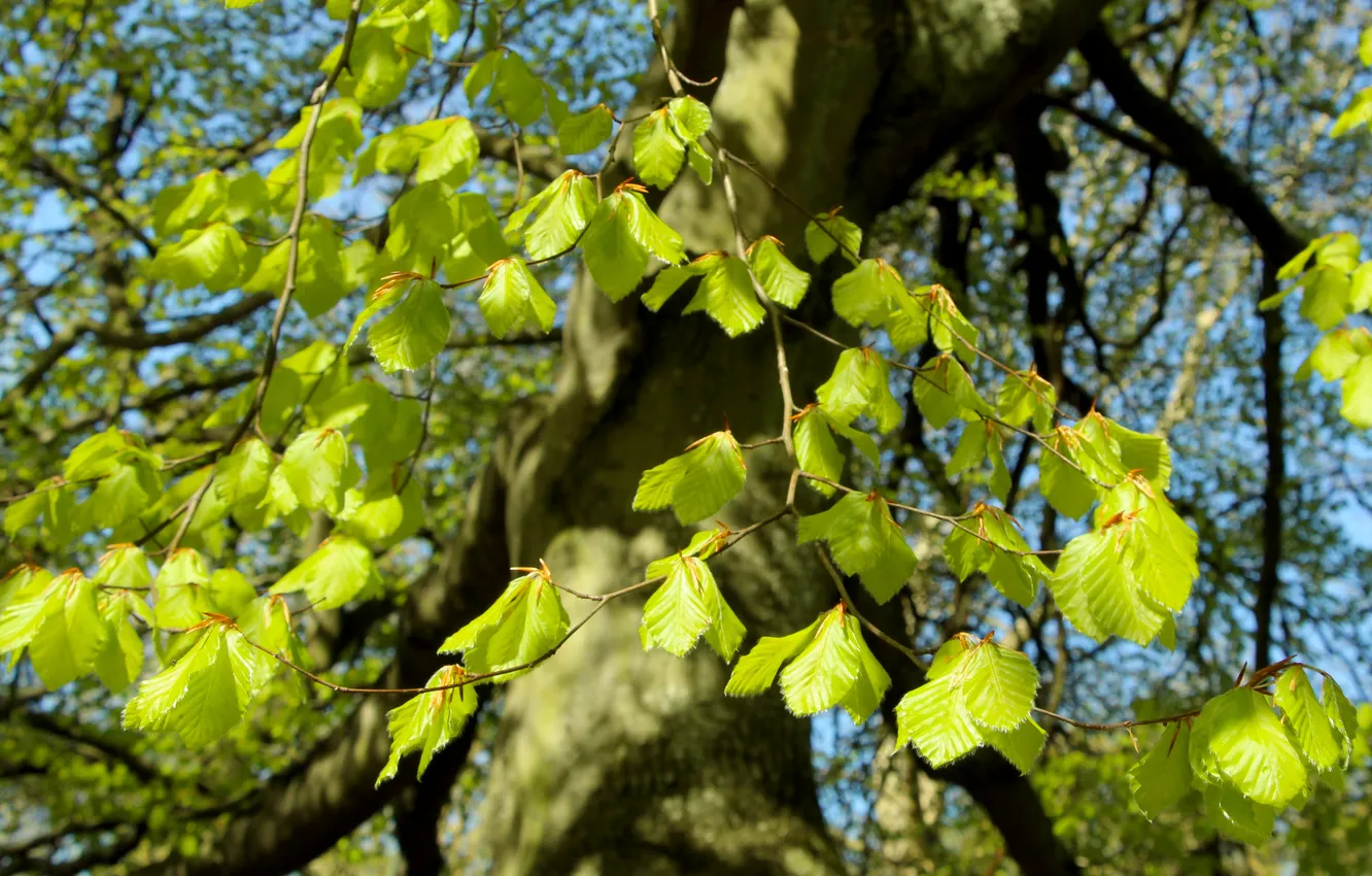 Photo wallpaper green, leafs, spring, twig