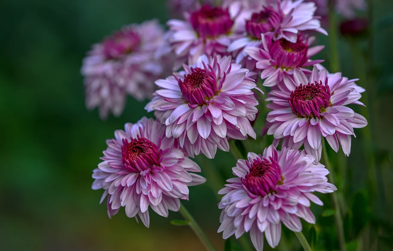 Photo wallpaper flowers, pink, flowerbed, asters