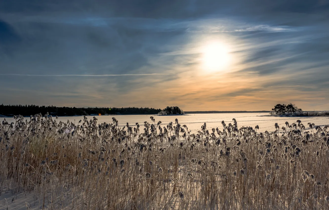 Photo wallpaper winter, lake, morning, reed