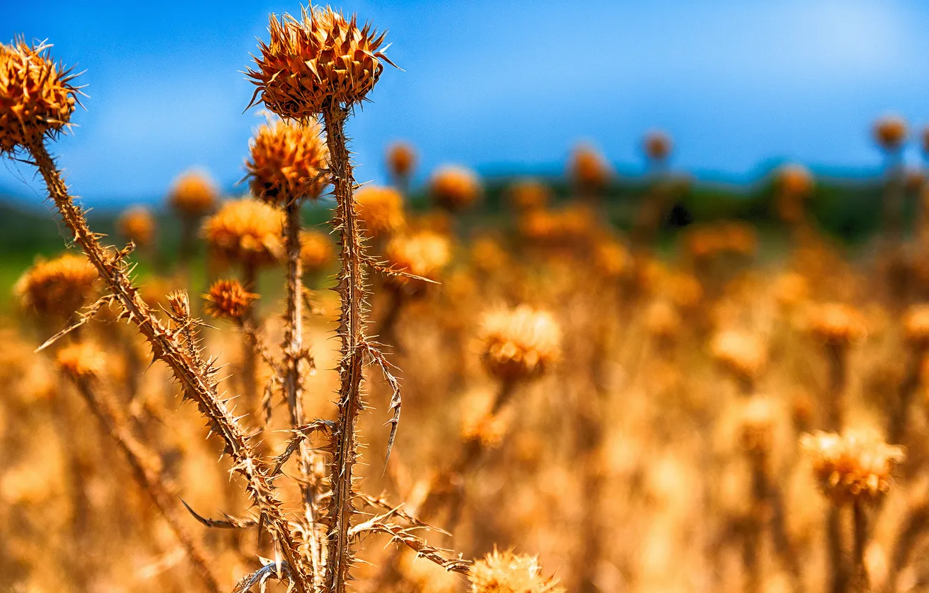 Photo wallpaper field, the sky, nature, plant, weed