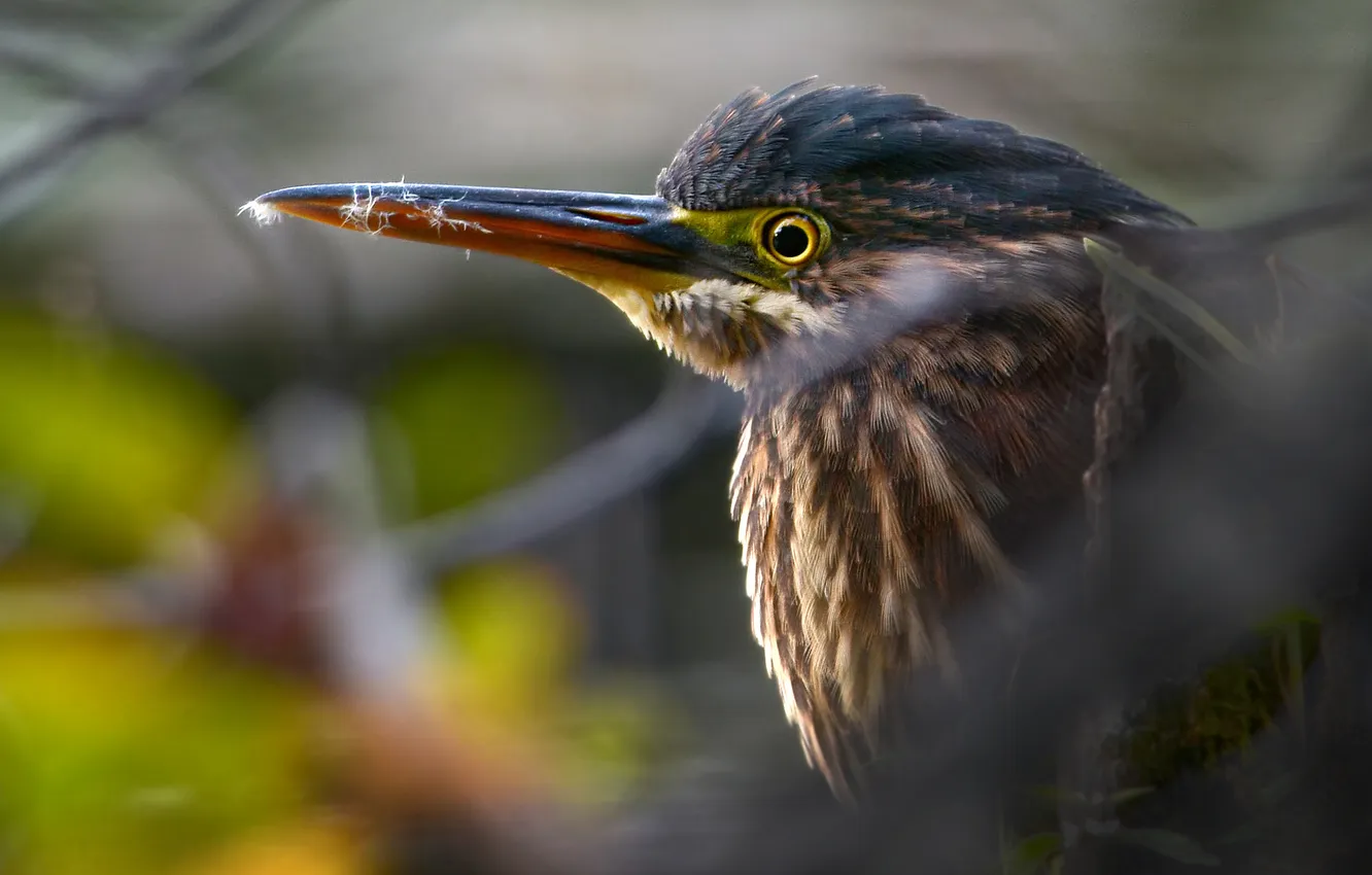 Photo wallpaper green, branch, bird, Heron