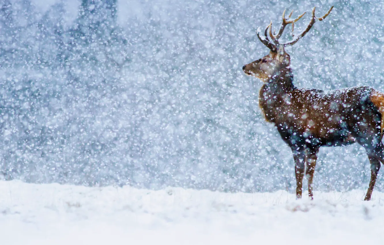 Photo wallpaper winter, snow, England, Derbyshire, red deer