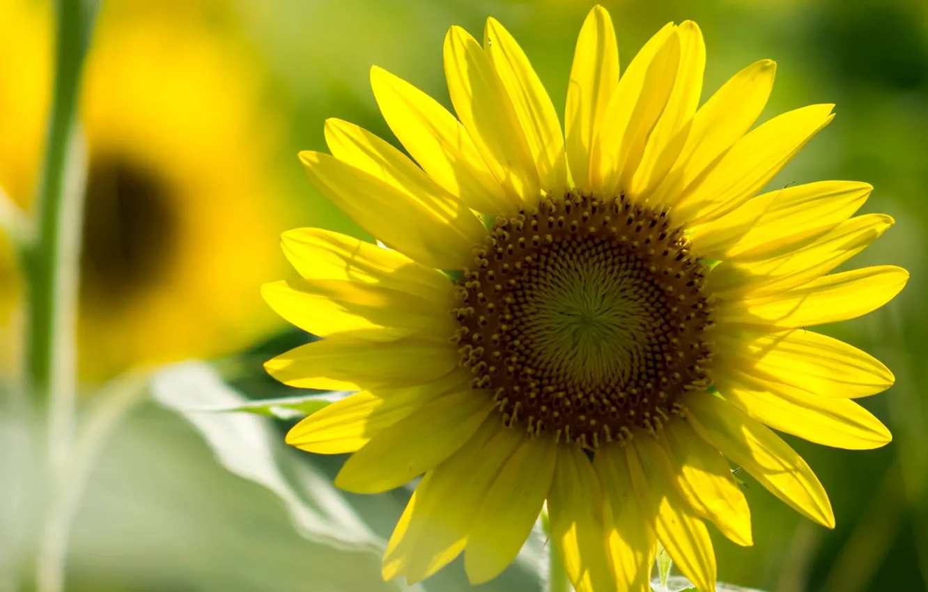 Photo wallpaper field, flowers, yellow, background, widescreen, Wallpaper, chamomile, blur
