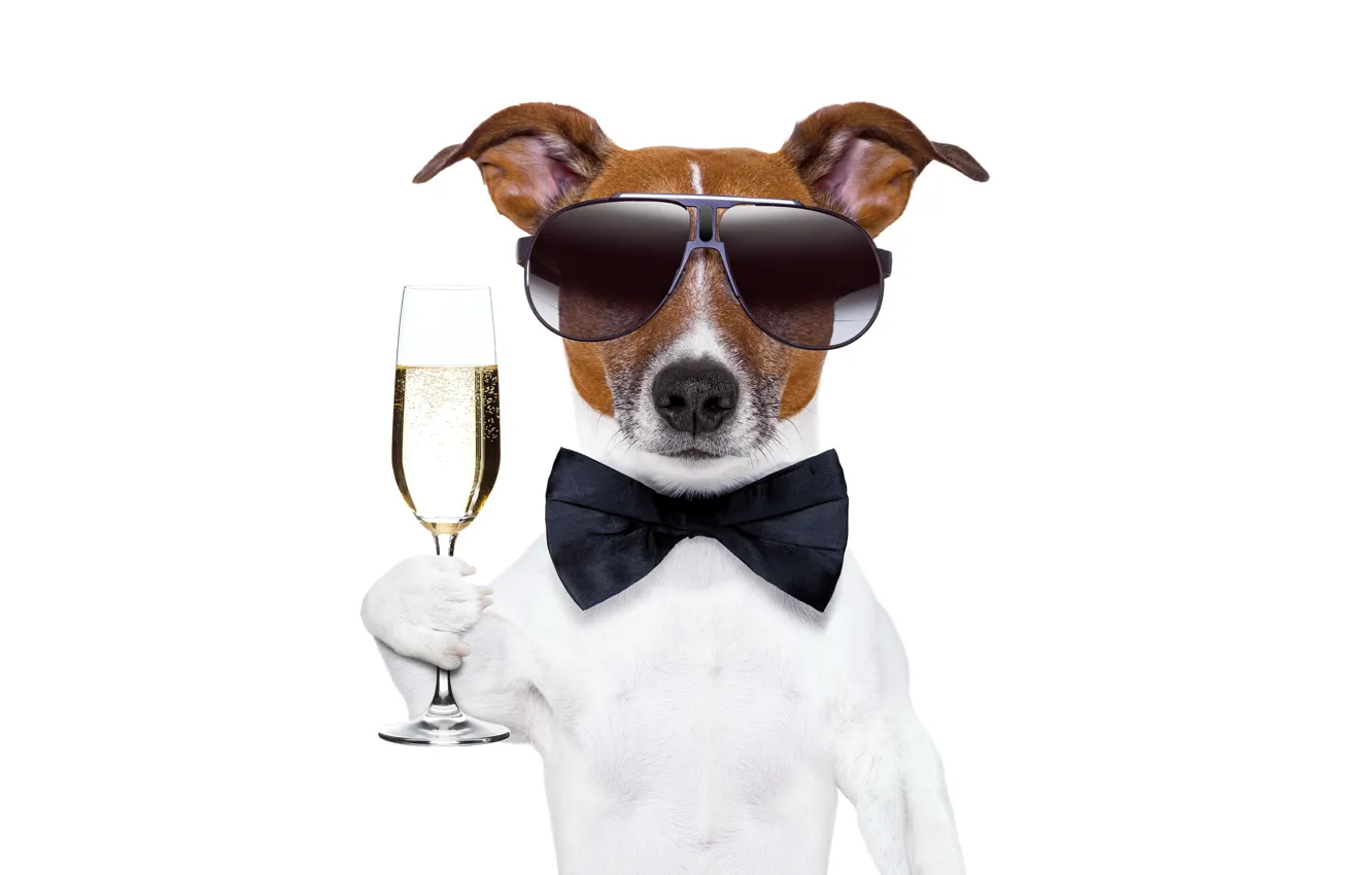 Photo wallpaper glass, dog, New Year, glasses, champagne, dog, New Year, Happy