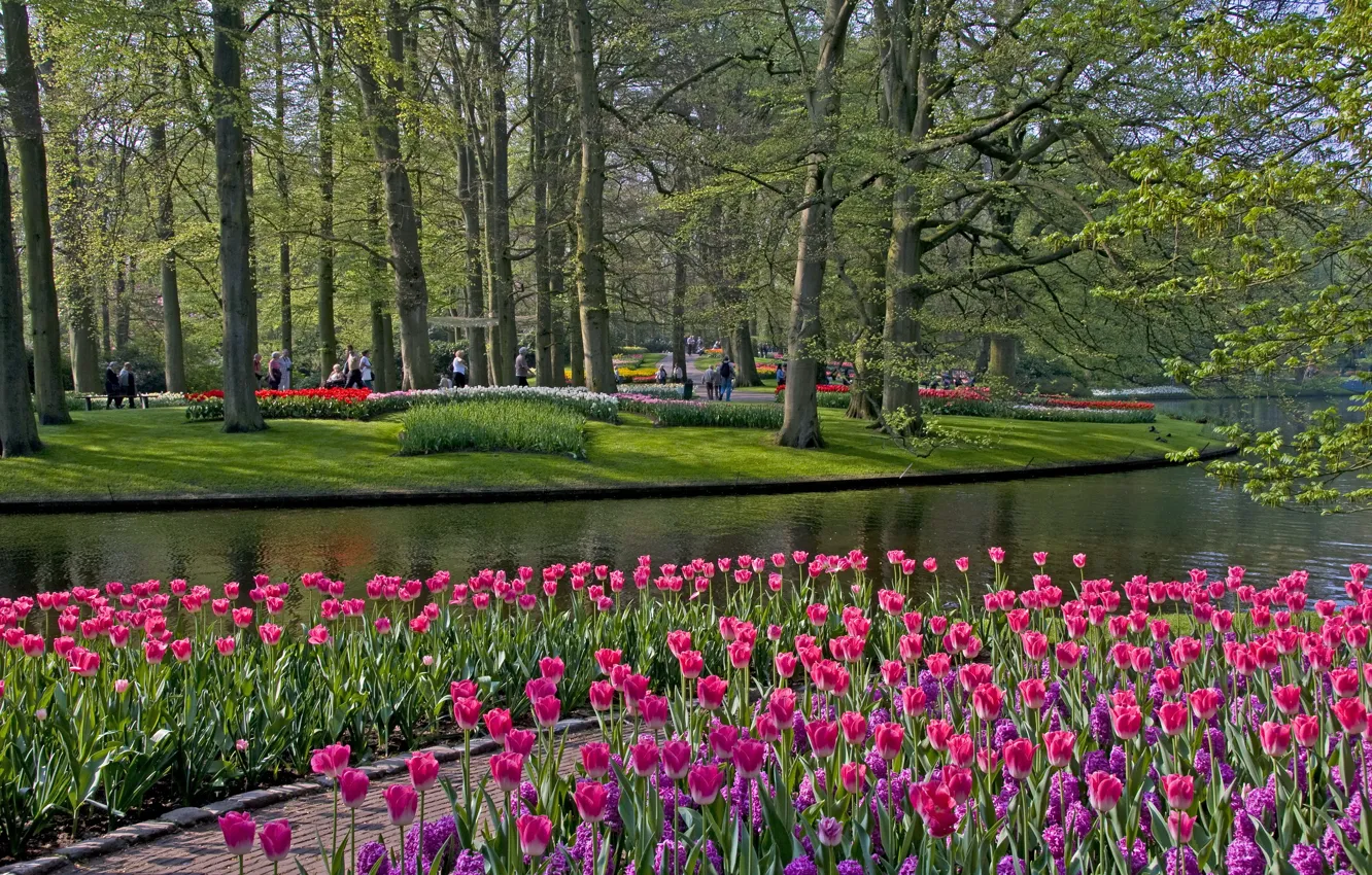 Photo wallpaper grass, trees, flowers, pond, Park, tulips, Netherlands, Keukenhof