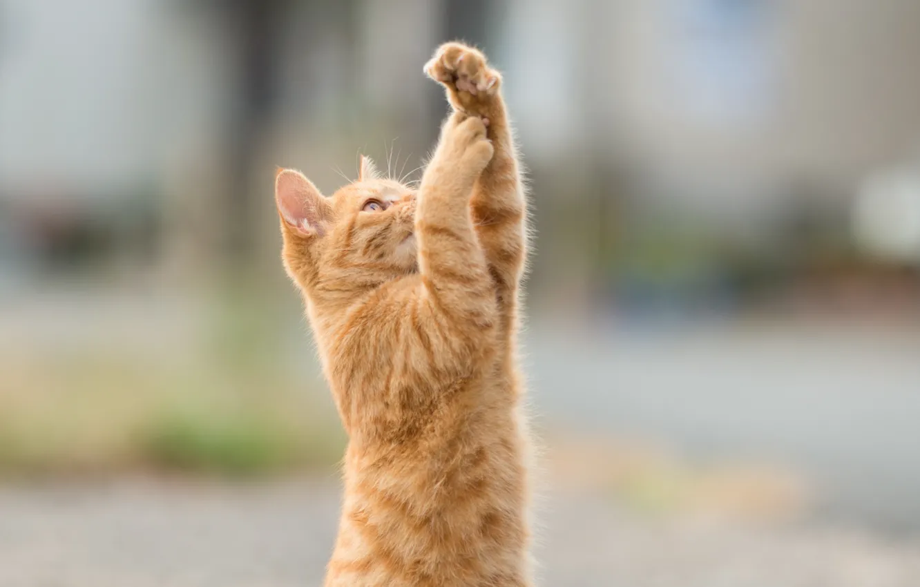 Photo wallpaper cat, cat, red, kitty