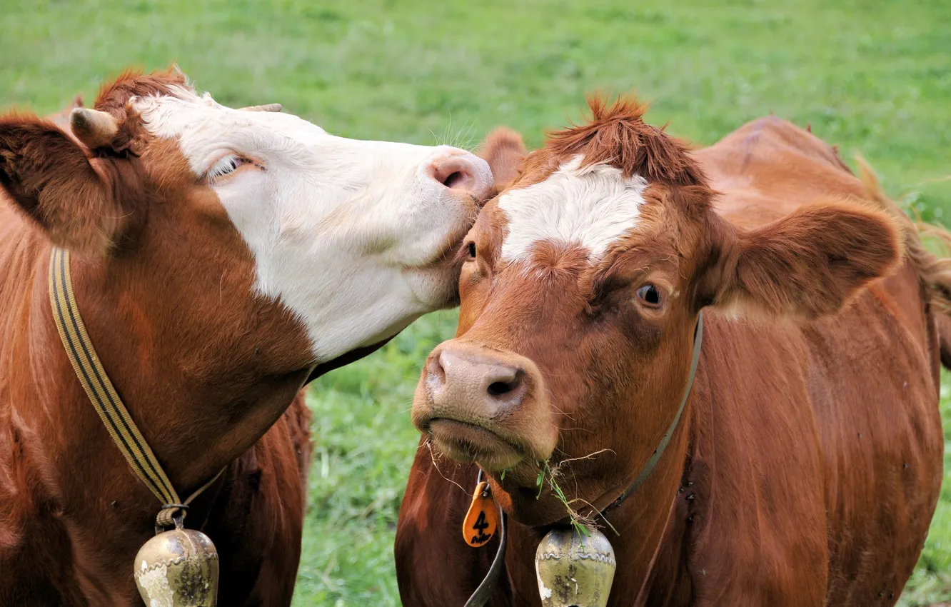 Photo wallpaper kiss, cows, pair
