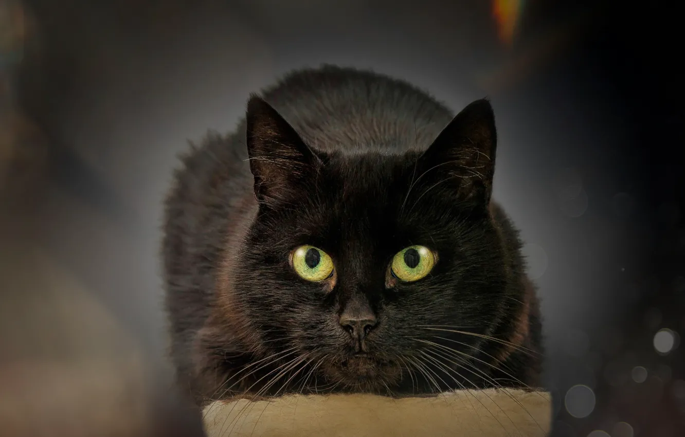 Photo wallpaper cat, cat, black