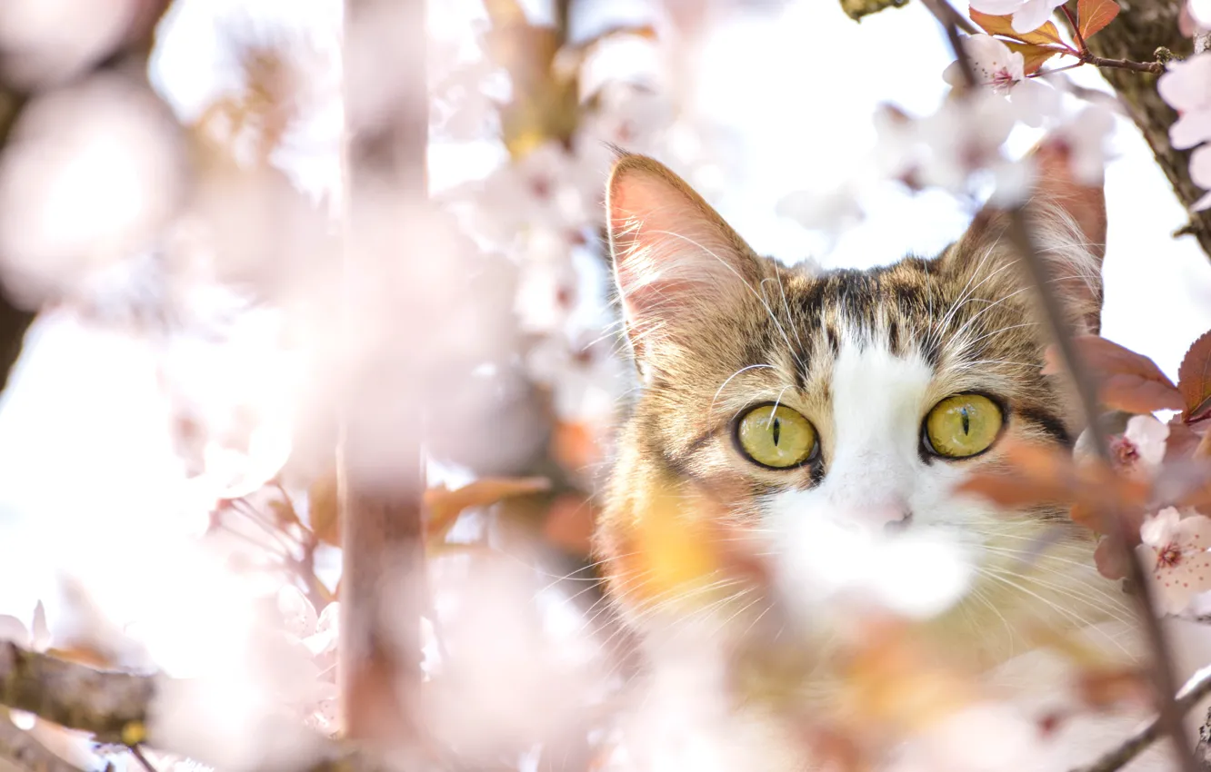 Photo wallpaper eyes, cat, cherry, tree, spring