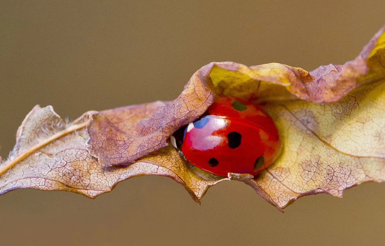 Photo wallpaper autumn, leaf, ladybug, ladybird