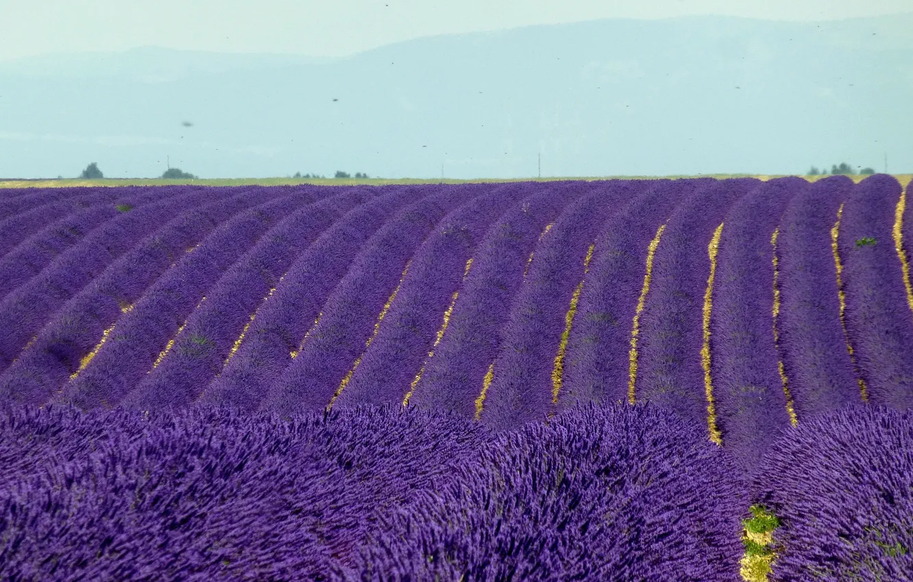 Photo wallpaper field, France, lavender, plantation, Valensole