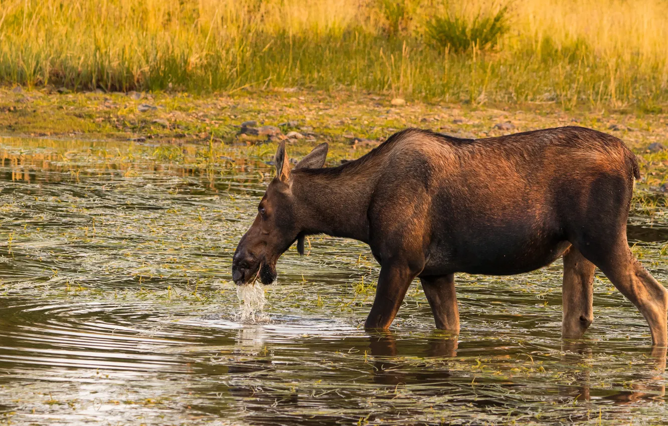 Photo wallpaper grass, shore, drink, pond, moose, moose