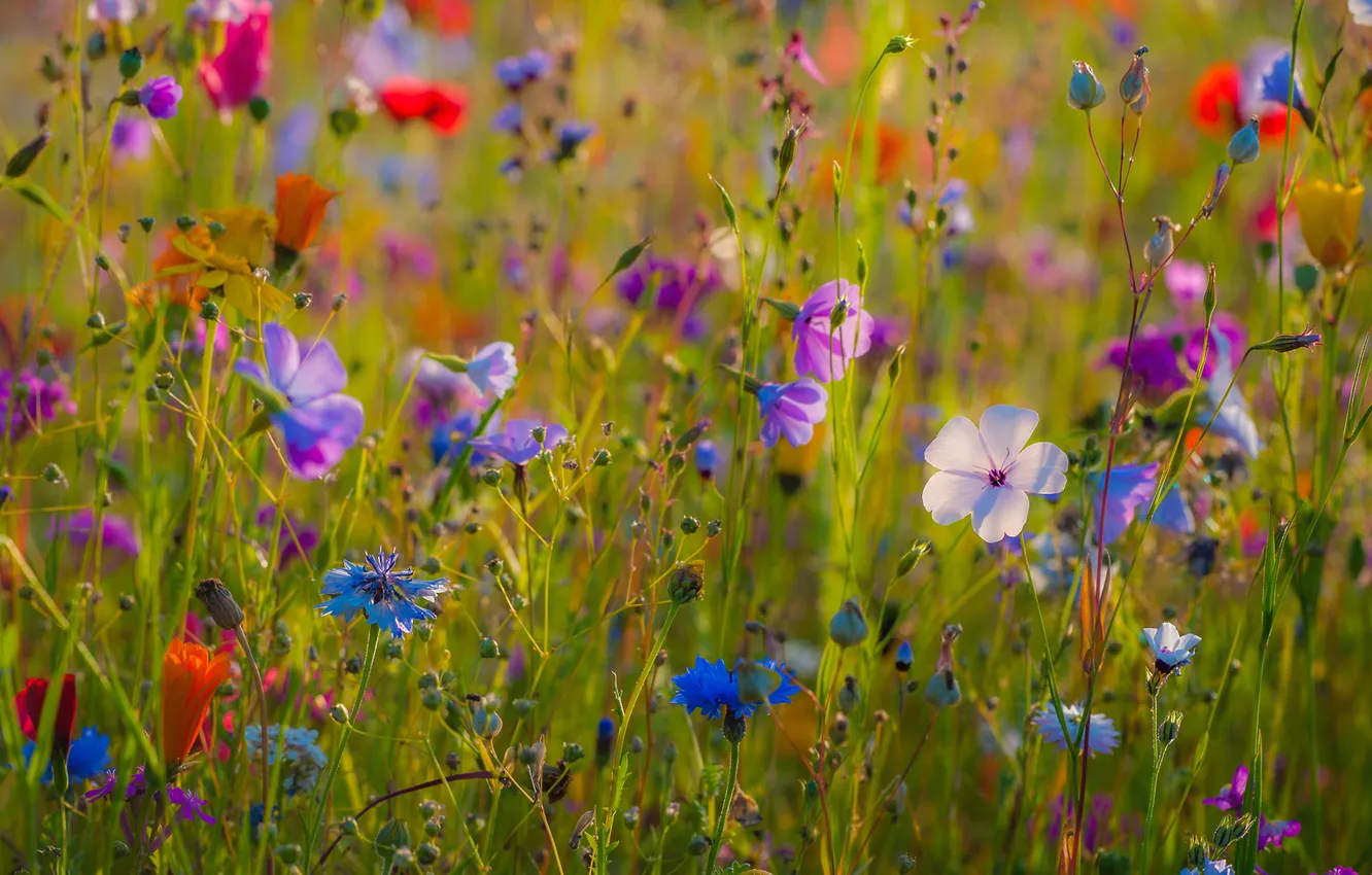 Photo wallpaper summer, grass, flowers, meadow