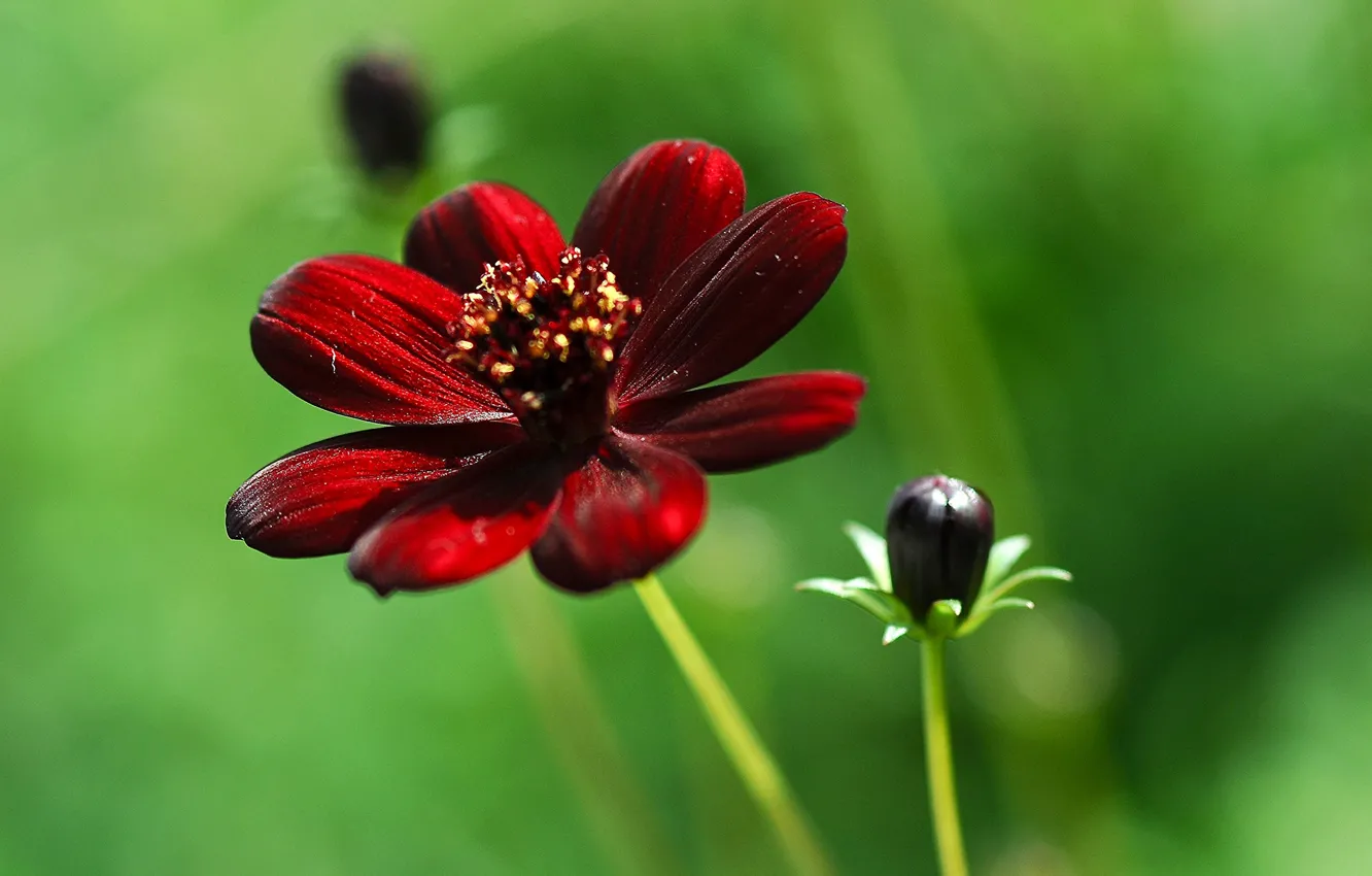 Photo wallpaper macro, flowers, Sunny, buds, Burgundy, kosmeya