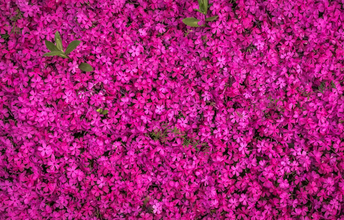 Photo wallpaper Flowers, Nature, Pink, Beautiful, Flowers, A lot, Garden, Blooming