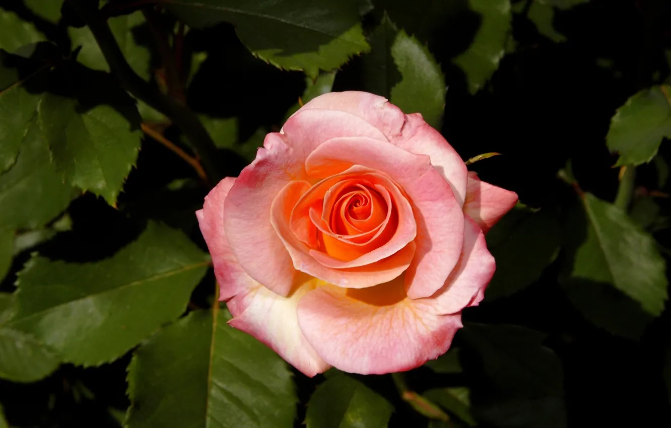 Photo wallpaper background, roses, petals, the bushes, rosebud