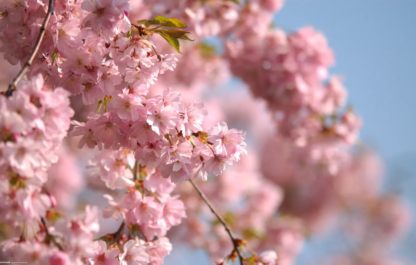 Photo wallpaper the sky, branch, spring, pink flowers