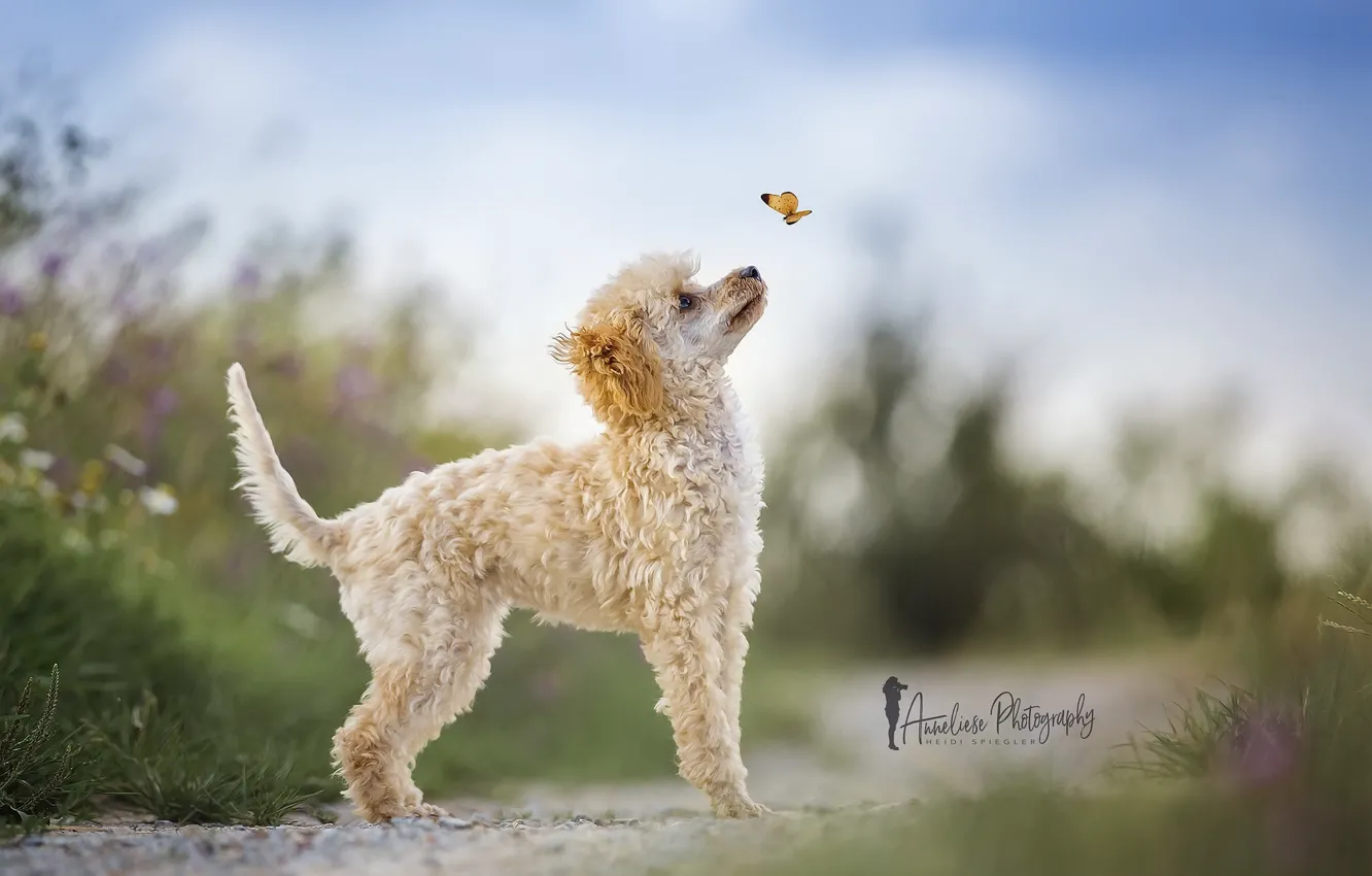 Photo wallpaper nature, butterfly, dog