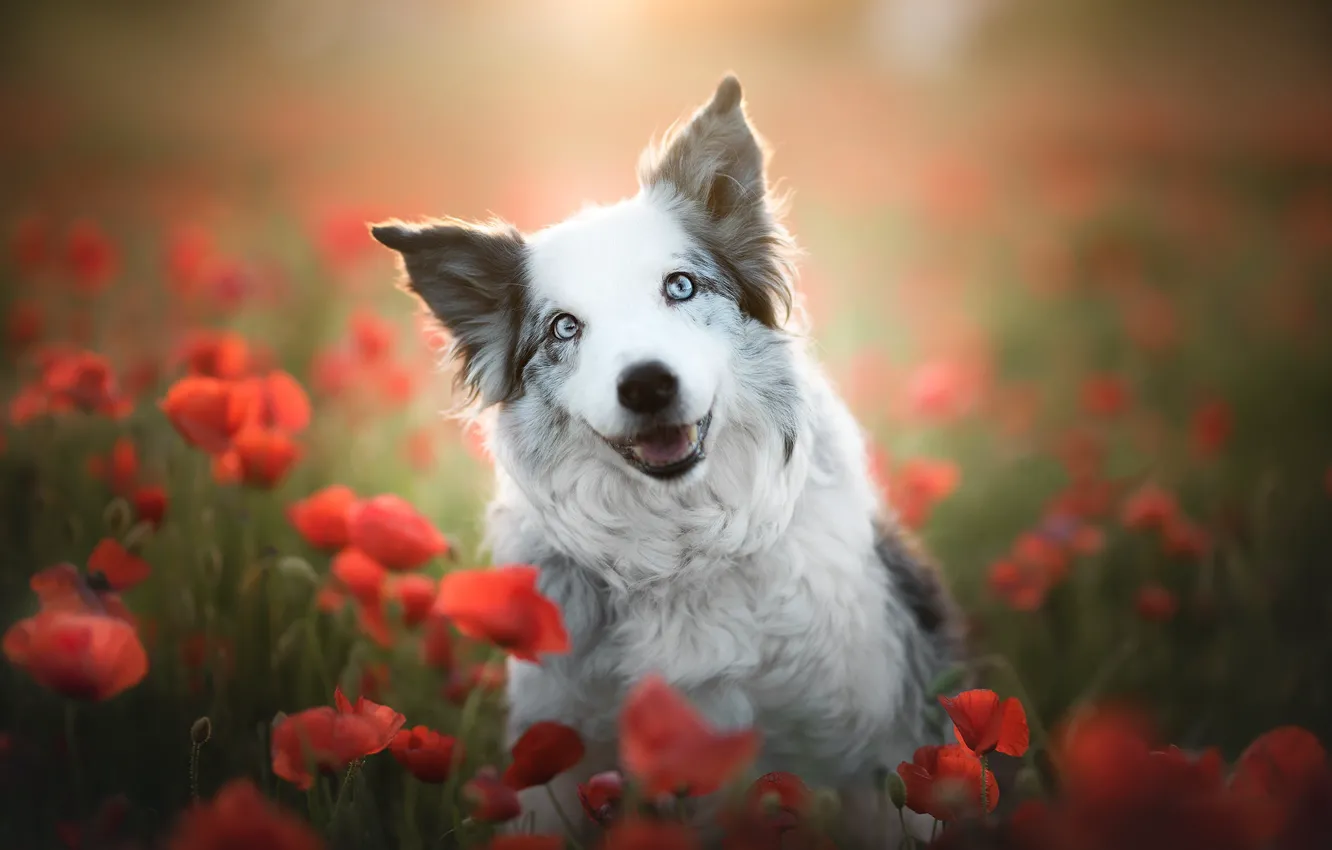 Photo wallpaper look, face, flowers, smile, mood, Maki, dog, bokeh