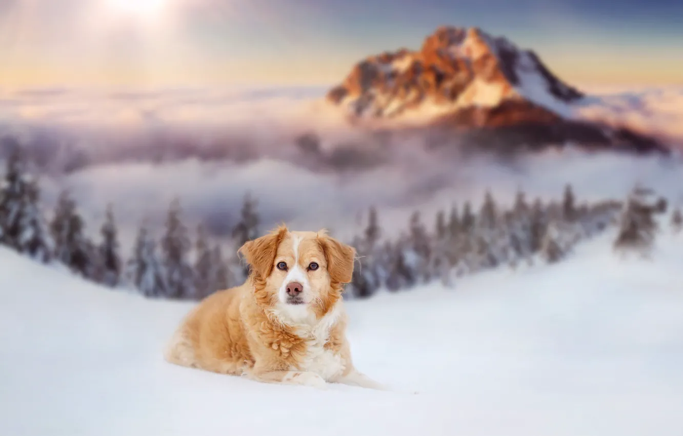 Photo wallpaper winter, snow, dog