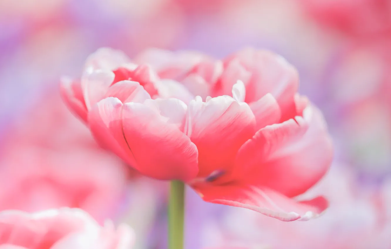 Photo wallpaper macro, background, petals, tulips, buds