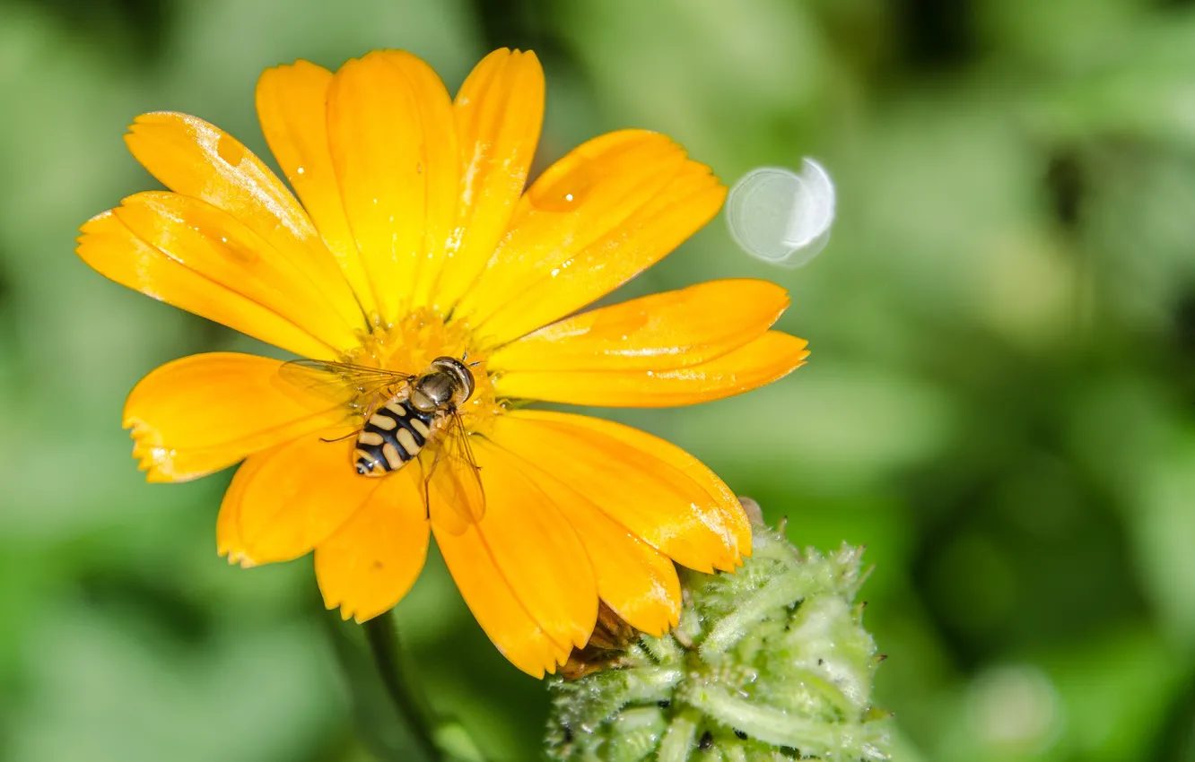 Photo wallpaper flower, the sun, bee, Daisy, insect, bumblebee