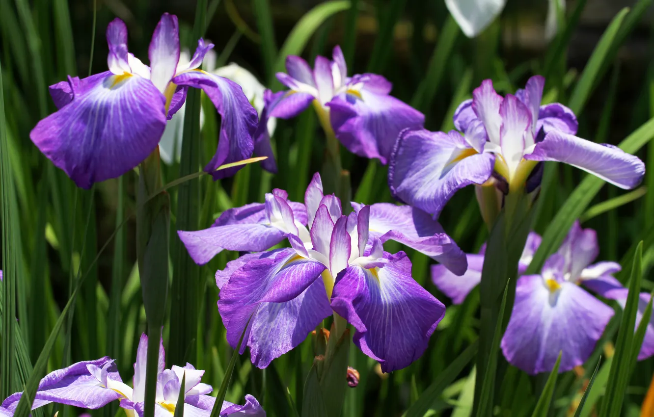 Photo wallpaper flowers, flowerbed, lilac, iris