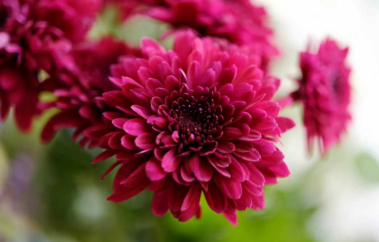 Photo wallpaper macro, flowers, pink, chrysanthemum, bokeh, raspberry