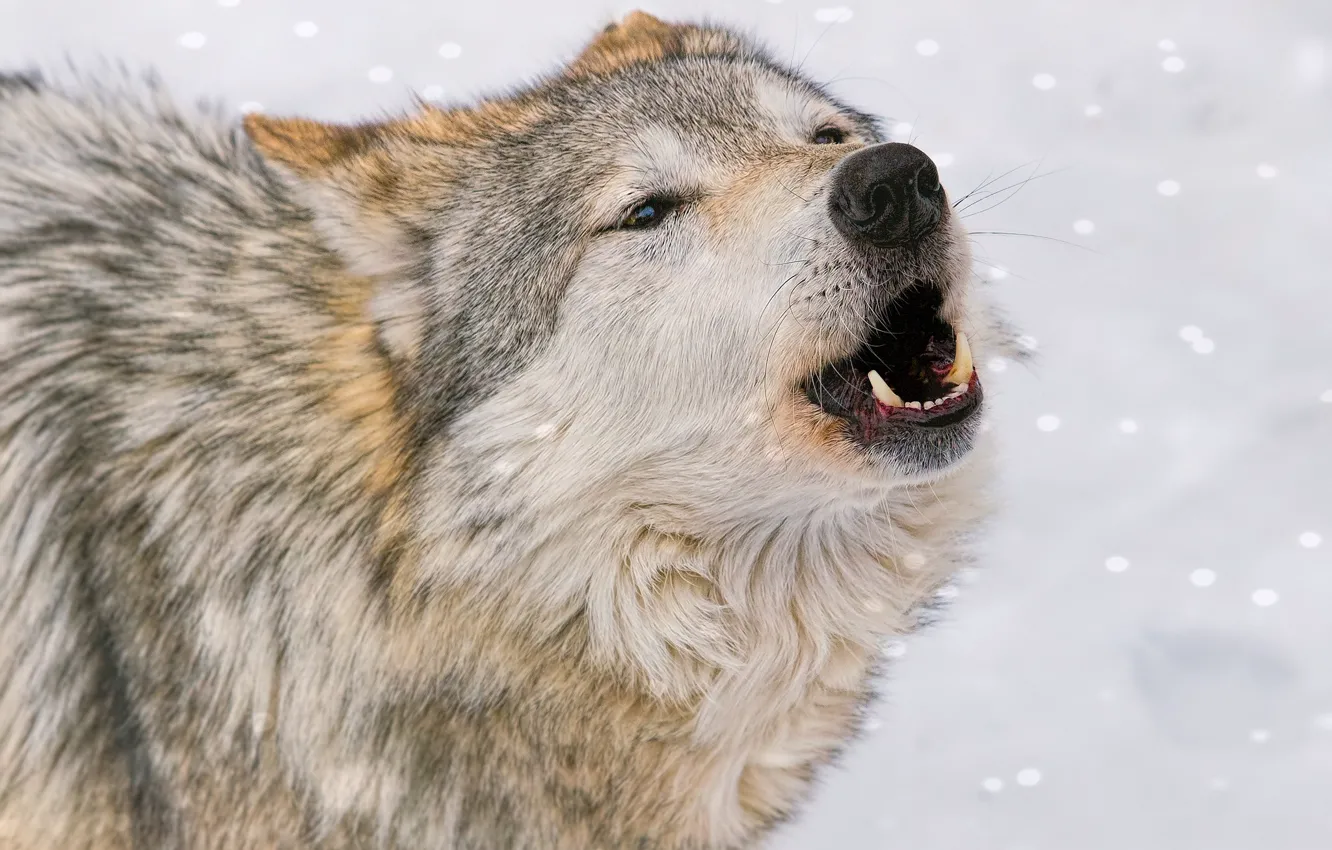 Photo wallpaper snow, wolf, predator, howl