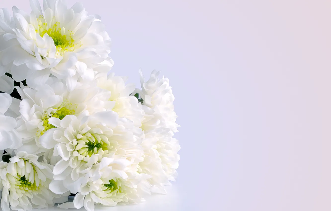 Photo wallpaper Bouquet, chrysanthemum, Bouquet, Chrysanthemum, White flowers, White flowers
