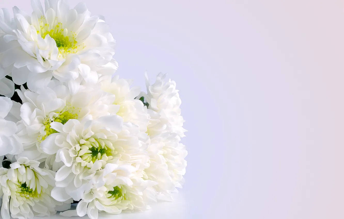 Photo wallpaper bouquet, chrysanthemum, white flowers, bouquet, Chrysanthemum, White flowers