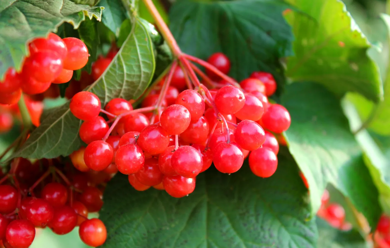 Photo wallpaper leaves, berries, bunch, Kalina
