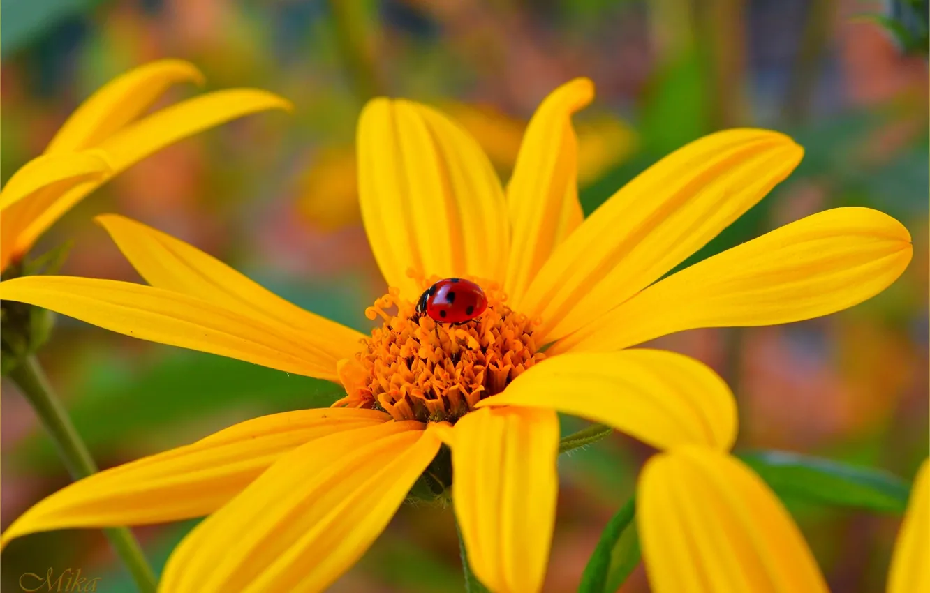 Photo wallpaper ladybug, Macro, Macro, Yellow flower, Yellow flower