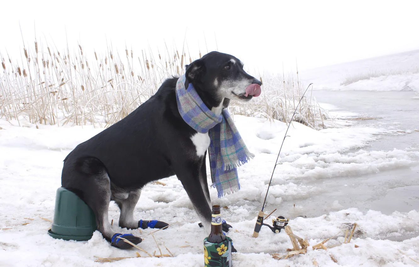 Photo wallpaper winter, snow, fishing, bottle, fisherman, scarf, reed, rod