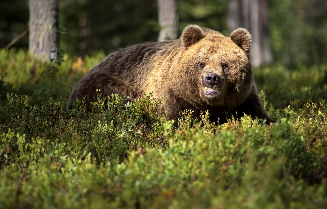 Photo wallpaper forest, trees, nature, animal, predator, bear, brown, Alexander Perov