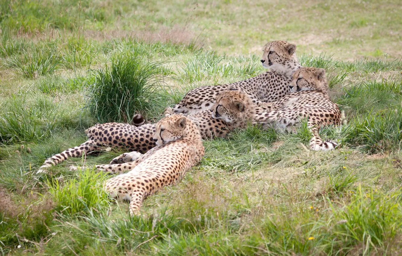 Photo wallpaper grass, cats, stay, family, cheetahs