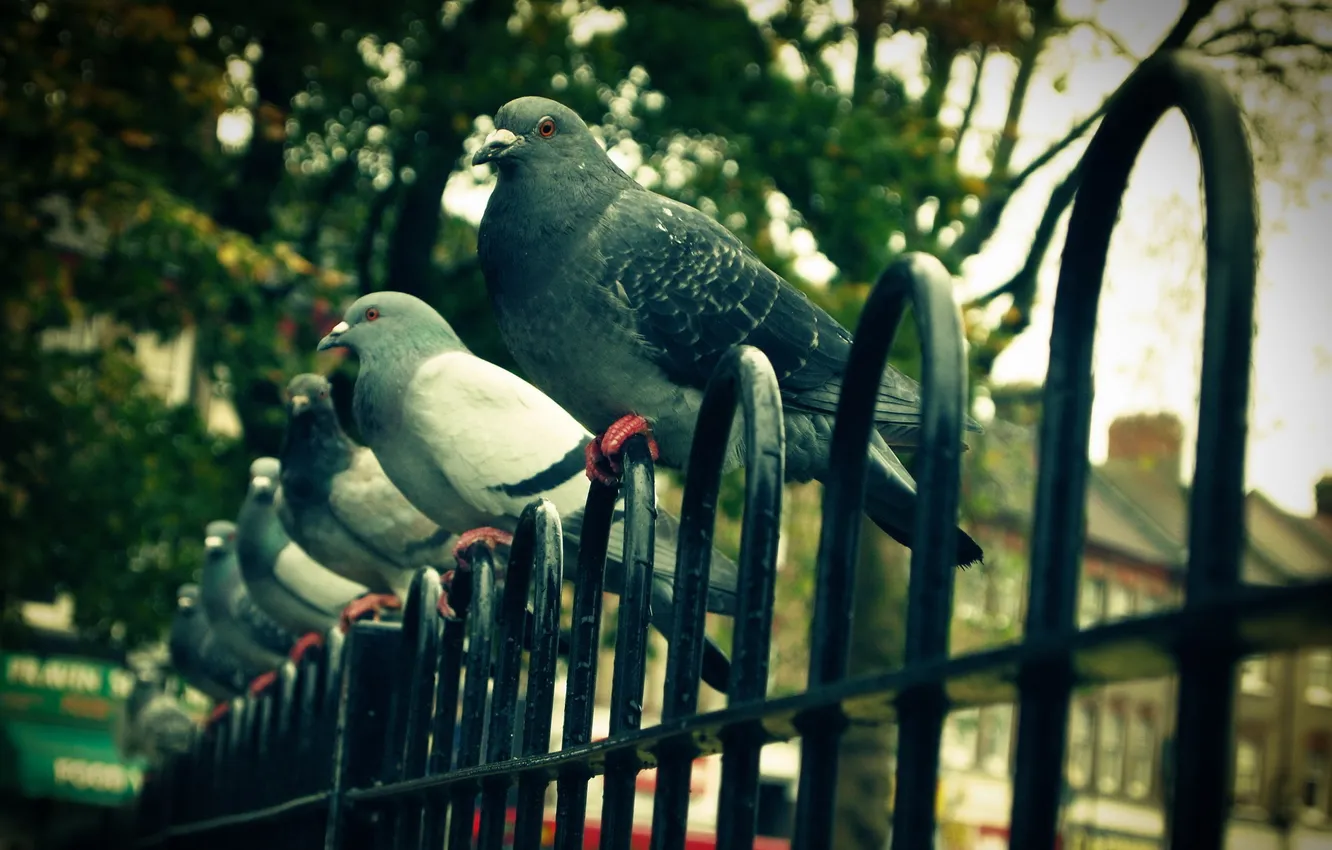 Photo wallpaper the city, the fence, pigeons