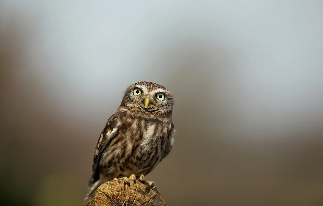 Photo wallpaper nature, owl, bird