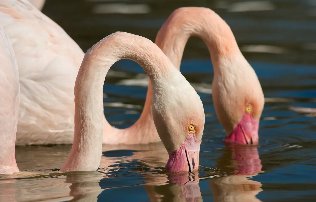 Photo wallpaper nature, bird, Flamingo