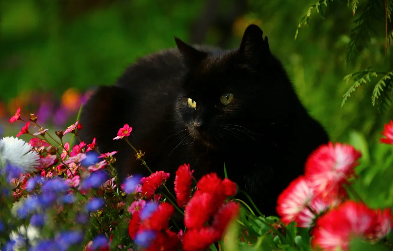 Photo wallpaper cat, flowers, Daisy, black cat