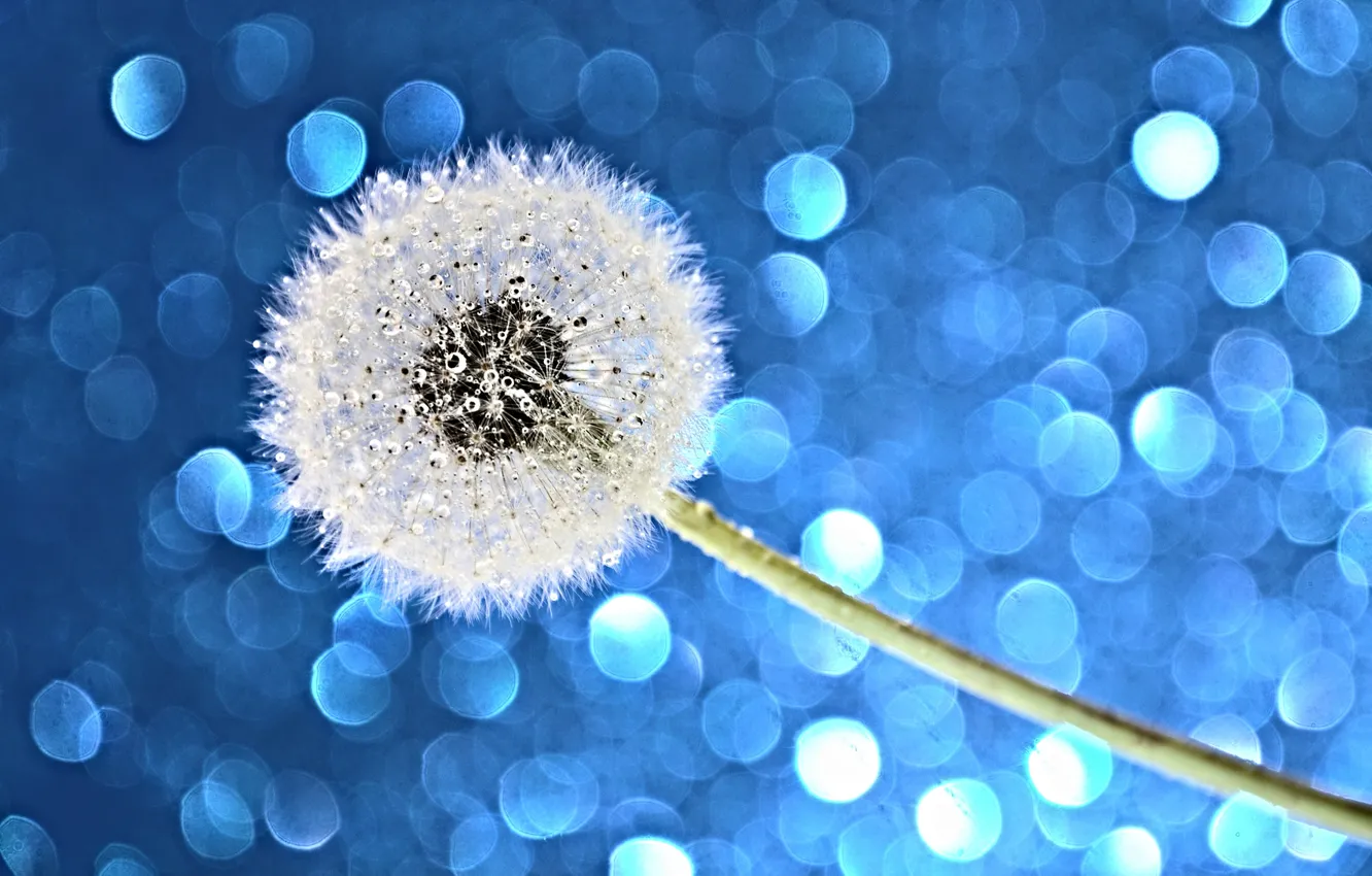 Photo wallpaper water, drops, light, flowers, Rosa, glare, dandelion