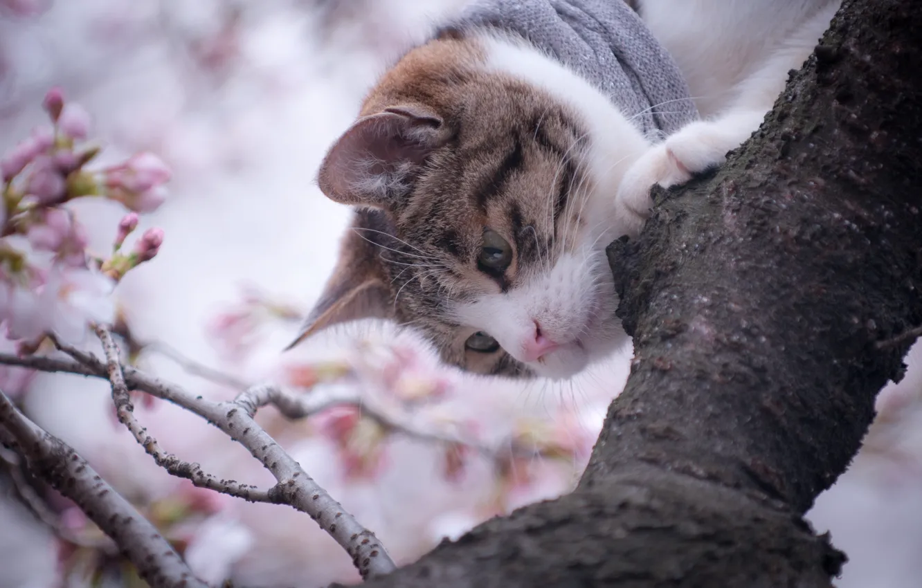 Photo wallpaper cat, mustache, nature, tree, branch, nose, muzzle