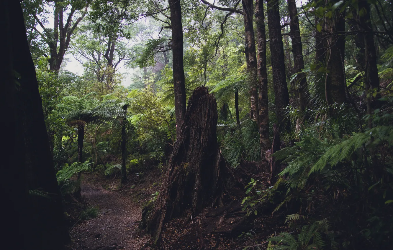 Photo wallpaper forest, leaves, trees, trail, jungle, fern